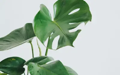 En grön monstera med sina karakteristiska blad. Vacker men monstera är giftig, så håll den borta från nyfikna husdjur.