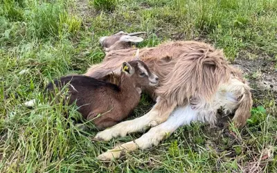 Une petite chèvre brune, l'air effrayée, se blottit contre une chèvre plus grande dans l'herbe.