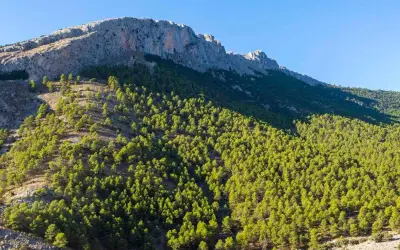 Majestuosas sierras de Almería cubiertas de pinos verdes bajo un cielo azul claro.