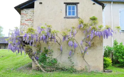 Une glycine en fleurs s'enroule sur un mur de maison. On imagine la bouturer une glycine dans l'eau pour la multiplier.