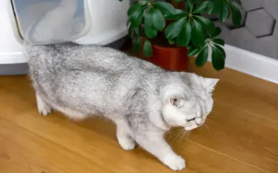 Un chat gris se dirige vers sa litière. Espérons qu'il n'y ait pas de litiere chat odeur désagréable !