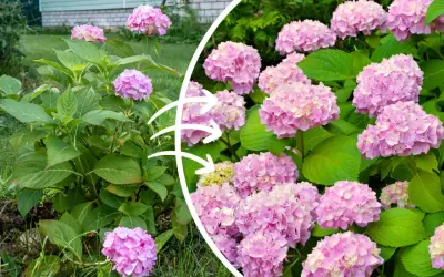 Piękne, różowe hortensje kwitną bujnie dzięki odpowiedniej ziemi do hortensji.