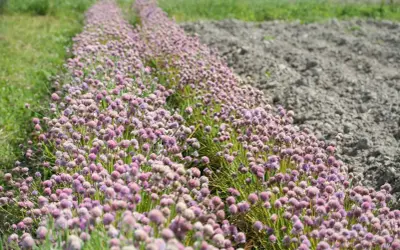 Champ de fleurs de ciboulette aux teintes rosées, s'étendant à perte de vue, bordé par de l'herbe verte et un sol labouré.