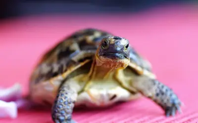 Mały żółw na różowym tle. Zastanawiasz się, ile żyją żółwie? Ten maluch ma przed sobą długie życie.