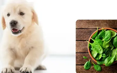 Słodki szczeniak golden retrievera zastanawia się, czy pies może jeść szpinak, który leży w miseczce obok.
