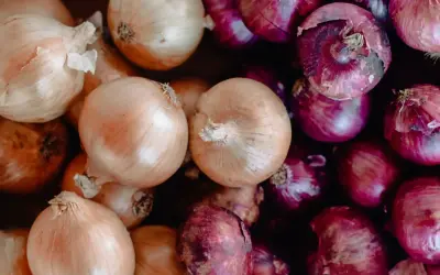 Gros plan sur une **plantation d'oignons rouges** et jaunes, prêts à être cuisinés.