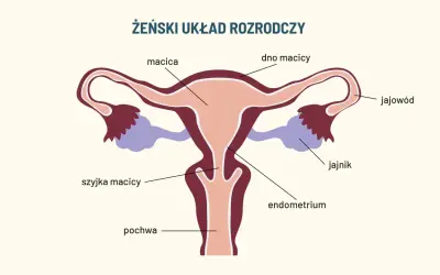 Schemat żeńskiego układu rozrodczego: macica, jajowody, jajniki, szyjka macicy i pochwa.