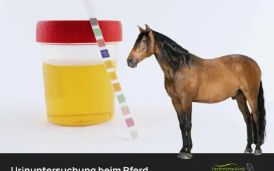 Urinprobe eines Pferdes mit Teststreifen. Die Farbe des Urins ist gelb, nicht dunkler Urin.