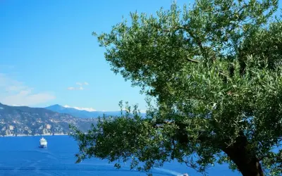 Un ulivo secolare domina la vista sul mare blu intenso, con una nave da crociera e un motoscafo. Un paesaggio che ispira il sentiero dei poeti.