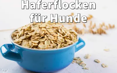 Blaue Schüssel mit Haferflocken für Hunde, roh oder gekocht, als gesunde Beilage.