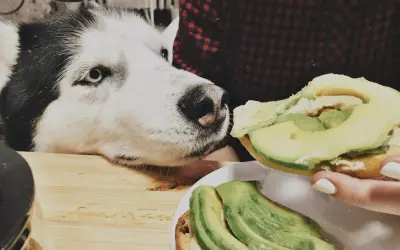Siberian Husky z zaciekawieniem patrzy na kanapkę z awokado. Czy pies może jeść awokado? To pytanie nurtuje wielu właścicieli czworonogów.