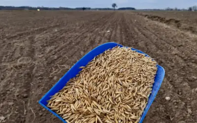 Niebieska łopatka pełna ziarna owsa czeka na rozsypanie na zaoranym polu. Rozpoczyna się nawożenie owsa.