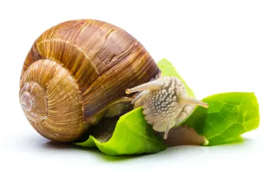 Una lumaca con la sua conchiglia marrone si sta nutrendo di foglie verdi. Questo ci mostra cosa mangiano le lumache: vegetazione fresca.