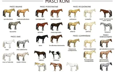 Brązowy koń, kasztanowaty, gniady, kary, bułany, myszaty, siwy, szampański, dereszowaty, tarantowaty, biały, palomino, perlino, cremello, sabino, tobiano, splash white, frame overo.