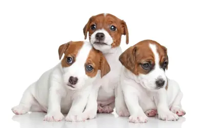 Jak wytresować jack russell terrier, aby uniknąć problemów behawioralnych