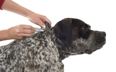Manos aplican tratamiento antiparasitario en la nuca de un perro, protegiéndolo de la garrapata.