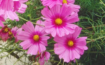 Plusieurs fleurs de cosmos roses vives avec des cœurs jaunes éclatants, entourées de feuillage vert. Ces semis de cosmos promettent une belle floraison estivale.