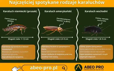 Trzy rodzaje karaluchów: prusak, amerykański i wschodni, z opisami i wymiarami.