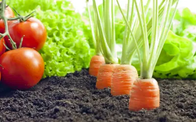 Tomates rouges mûres, laitue verte et carottes en rang. Idéal pour savoir que planter à côté des tomates pour un potager prospère.