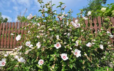 Piękny hibiskus w ogrodzie, z białymi kwiatami i czerwonymi środkami, kwitnie obficie na tle drewnianego płotu i błękitnego nieba.