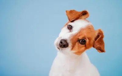 Ein neugieriger Jack Russell Terrier neigt den Kopf. Warum drehen Hunde den Kopf? Vielleicht um besser zu hören oder um uns zu verstehen.