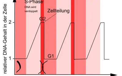 Diagramm zeigt den relativen DNA-Gehalt in der Zelle über die Zeit. Ein 1-Chromatid-Chromosom verdoppelt sich in der S-Phase zu einem 2-Chromatid-Chromosom.