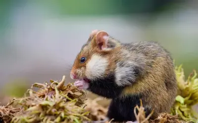 Chomik syryjski zajada się przysmakami. Poznaj ciekawostki o chomikach i ich niezwykłych zwyczajach żywieniowych.