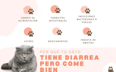 Un gato gris con ojos amarillos mira fijamente. El texto explica por qué tu gato tiene diarrea pero come bien, mencionando causas como cambios de alimentación, parásitos, infecciones, estrés, medicamentos e ingesta de objetos.