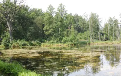 Spokojne stawy w Leśnicy, otoczone bujną zielenią drzew i odbijające się w wodzie, tworzą malowniczy krajobraz.