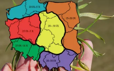 Mapa Polski z zaznaczonymi terminami siewu pszenżyta ozimego. Różne kolory oznaczają różne okresy, np. 20 IX-5 X.