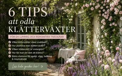 En romantisk trädgård med en klematis pergola, rosor och lavendel. En stol och ett bord inbjuder till avkoppling.