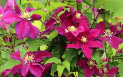 Clematis vibrantes adornan este jardín. Sus flores moradas y hojas verdes crean un espectáculo natural.