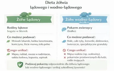 Ilustracja porównująca dietę żółwia lądowego i wodno-lądowego, z listami dozwolonych i zakazanych pokarmów.