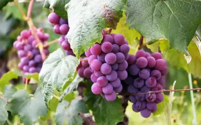 Dojrzałe, fioletowe winogrona zwisają z krzewu. Czy króliki mogą jeść winogrona? To pytanie nurtuje wielu właścicieli zwierząt.
