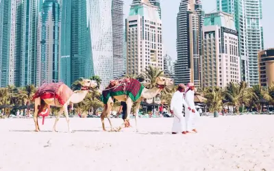 Dwa wielbłądy na plaży w Dubaju, z palmami i drapaczami chmur w tle. Zastanawiasz się, ile się leci do Dubaju?