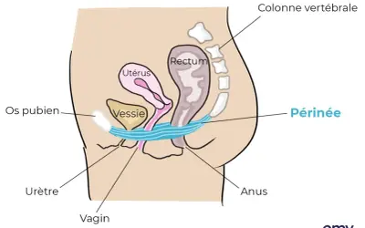Schéma anatomique du pelvis féminin. La vessie, l'utérus, le rectum et le périnée sont représentés. Ce schéma peut aider à comprendre l'urgenturie femme traitement.