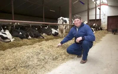 Rolnik sprawdza świeżość ściółki dla bydła mlecznego. Krowy odpoczywają na słomie w oborze.