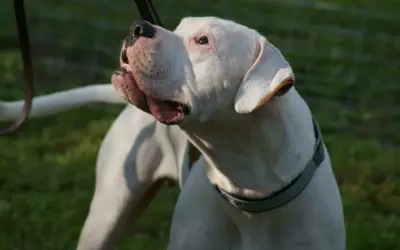 Mocny dogo argentino z otwartym pyskiem, patrzący w górę. W tle zielona trawa i siatka.