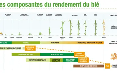 Schéma illustrant les étapes de croissance du blé, de la semence à la maturité, et les facteurs influençant le rendement.