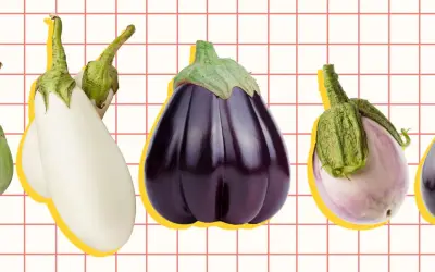 A colorful display of various types of eggplant, from white to deep purple, arranged on a grid background.