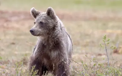 Młody niedźwiedź brunatny siedzi w trawie. Czy w Górach Sowich są niedźwiedzie? Ten obrazek może być dowodem!