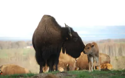En buffelfamilj på bisonfarmen i Gåte, Sverige. En vuxen bison buffar sin kalv.