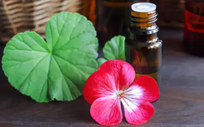 Bursztynowa buteleczka z olejkiem, obok czerwony kwiat pelargonii i zielone liście. Może zawierać fenoksyetanol.