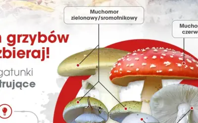 Zatrucie grzybami: objawy i pierwsza pomoc, gdy liczy się każda minuta
