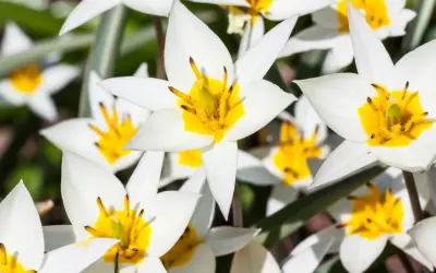 Białe tulipany odmiany z jaskrawożółtym środkiem, tworzące wiosenną kompozycję.