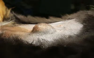 Wygląda na to, że pies ma pępek, choć jest on niewielki i trudno go dostrzec pod sierścią.