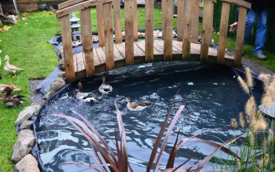 Un héron, ou plutôt des canards, nagent dans un bassin sous un pont en bois.