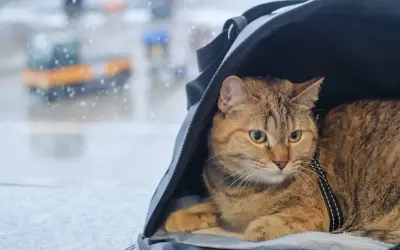 Kot w transporterze czeka na swój paszport dla kota, gotowy do podróży.
