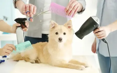 Pazury psa: weterynarz, groomer czy dom? Kiedy do specjalisty?