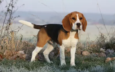 Dorosły beagle w trójkolorowym umaszczeniu stoi na mroźnej trawie.